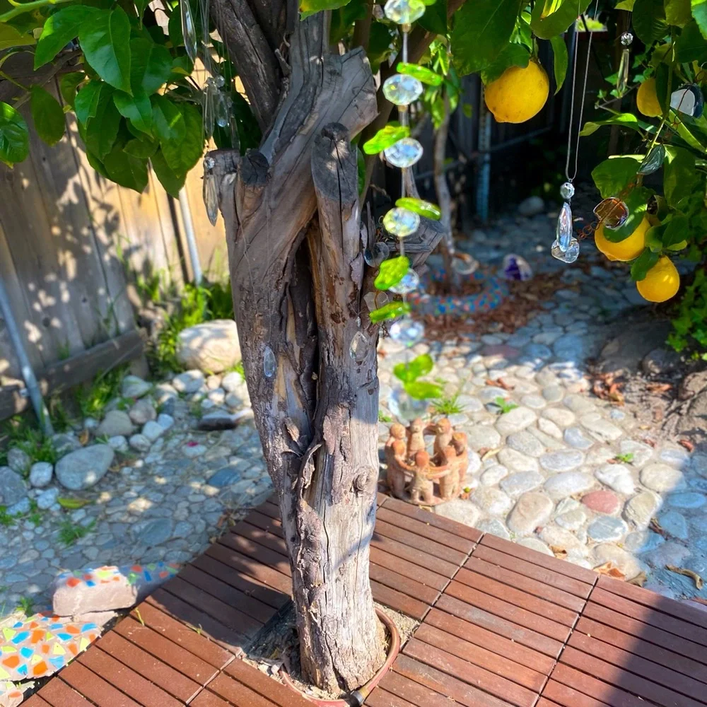 Sweet apple Sun Catcher